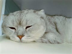 -喵的天空名猫咖啡馆·撸猫·猫舍·用品