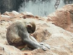 -昆明动物园