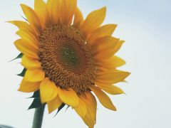-杭州湾海上花田景区