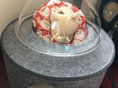 -关爱宠物医院·猫科中心·消化科(滨湖万达分院)