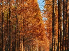 -昆山城市生态森林公园