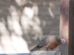 -西安市广仁寺