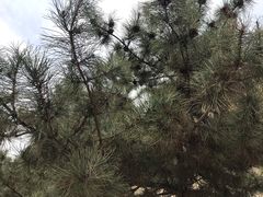 -延安杨家岭革命旧址