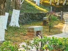 -八大山人梅湖景区