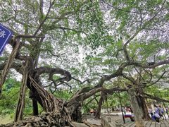 -小洲村