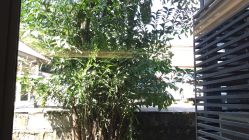 点击看大图 -爱帝宫月子中心(罗湖别墅院)
