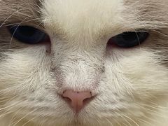 -楼上猫咖(罗湖店)