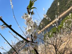 -广州市流溪河国家森林公园