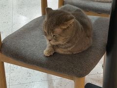 -喵园·猫主题咖啡厅·撸猫·猫咖(国贸店)