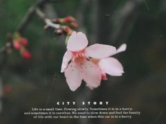 -丹樱生态园