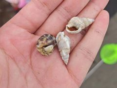 -启东黄金海滩景区