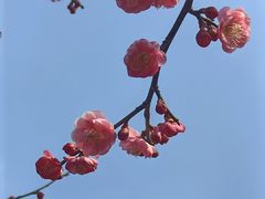 -无锡梅园公园