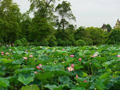 -成都南湖公园