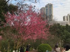 -龙头寺公园