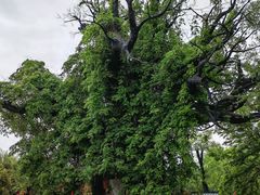 -大槐树寻根祭祖园