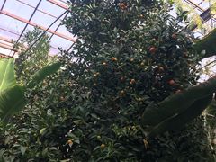 -呀路古热带植物园