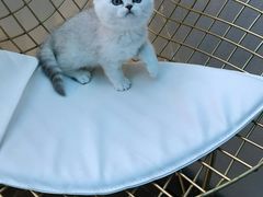 -喵zoo家庭繁育猫舍(尖东智能花园店)