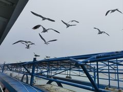 -海驴岛(荣成市)