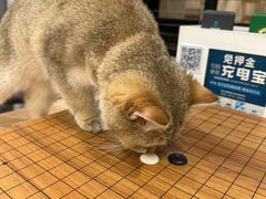 -楼上猫咖(罗湖店)