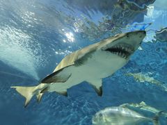 -上海海洋水族馆