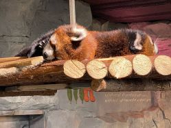 -Zoolung Zoolung动物主题公园(海信广场店)