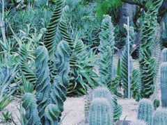 -深圳仙湖植物园