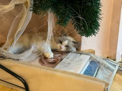 -猫咪派对(江南西店)