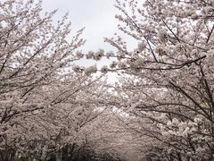 -高东镇樱花园