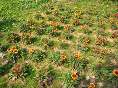 -丽泽山庄·生态怀柔菜·虹鳟鱼(红螺寺店)