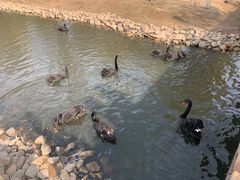 -长白岛森林公园