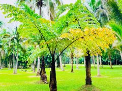 -中国科学院西双版纳热带植物园