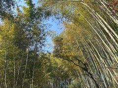 -西湖风景区十里琅珰-五云山
