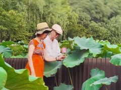 -陈家山荷花公园