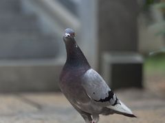 -南普陀寺