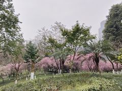 -龙头寺公园