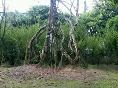 -瑞丽独树成林风景区