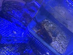 -青蓬蒸汽海鲜·深圳老字号·团建聚会(壹方城店)