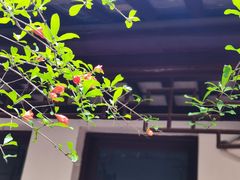 -西园戒幢律寺