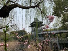 -金鸡湖桃花岛