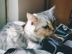 -瑞派动物医院·绝育·犬猫全科·预防医学(光景江南中店)