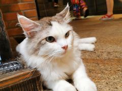 -more than meow吴止猫主题餐厅(承德 中船汇店)