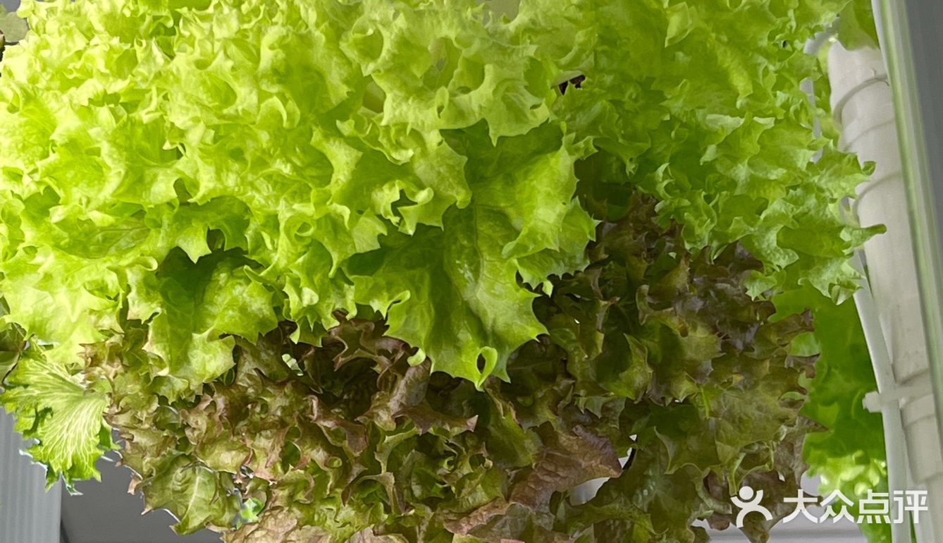 这家店用的是自己种的菜