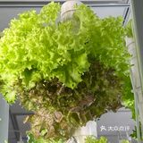 这家店用的是自己种的菜