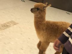 -miss密斯韩餐(平阳景苑店)