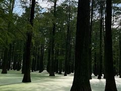 -渌洋湖湿地公园