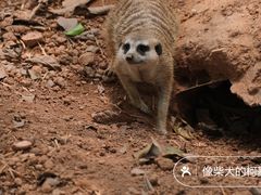 -广州动物园