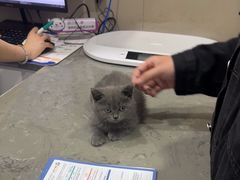 -四月宠物医院·猫专科·心脏专科·内科(转塘店)
