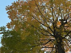 -桤木河湿地公园