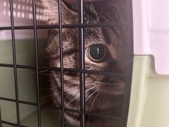 -纳吉亚猫专科动物医院博雅分院