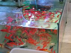 -三圣花乡旅游区